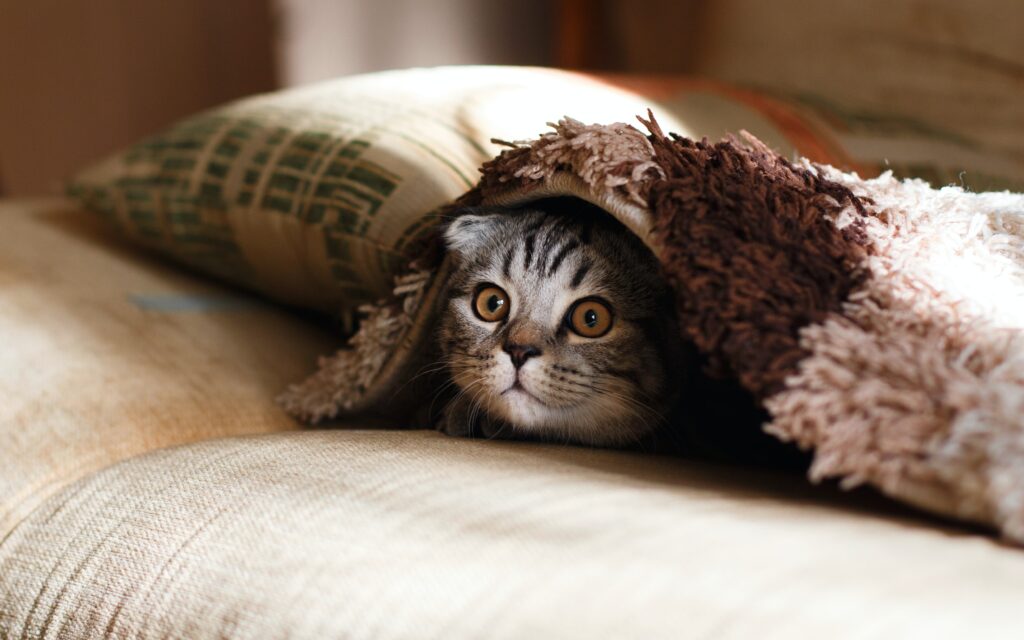 Chat caché sous un oreiller