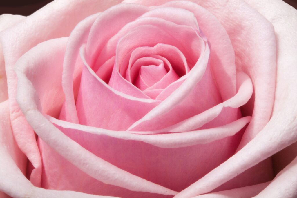 Magnifique rose de couleur rose