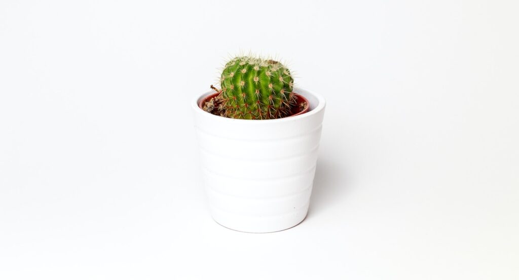 photo de cactus, style naturel
