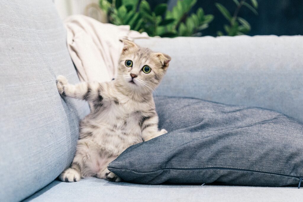 Chat étonné sur un canapé