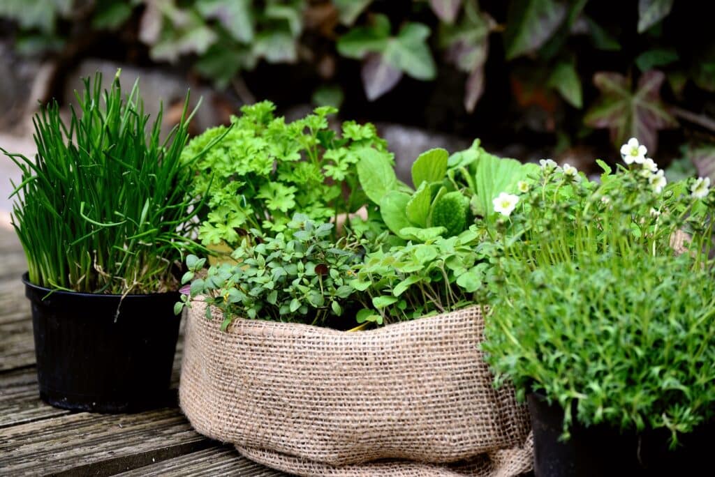 pots d'herbes aromatiques