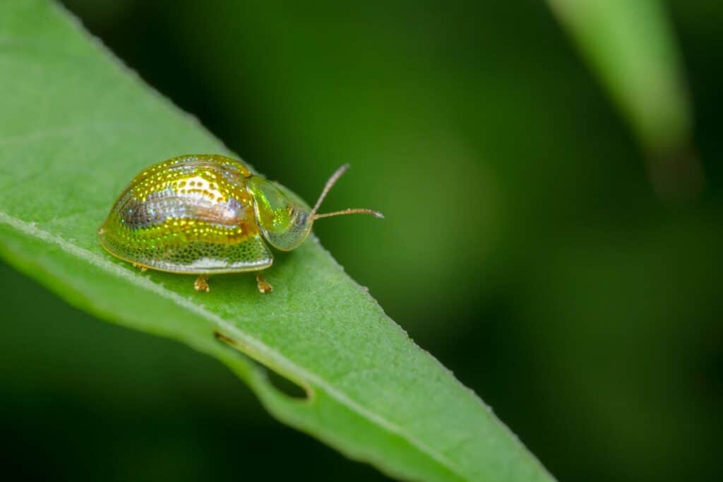 insecte sur feuille