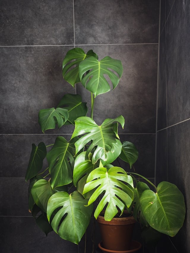 Plante de salle de bain